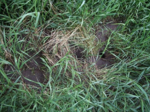 Rat holes found in the ground near an infested granary. 