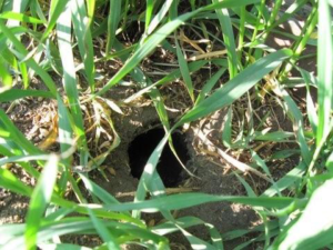 Another rat hole found in the ground near an infested granary. 