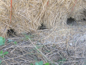 Here are rat holes under a round bale stack. 