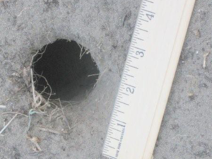 A potential rat hole, nice and round and very clean. Richardson ground squirrels tend to leave a mound of dirt near an entrance, rats take more effort to conceal their entrances. Note also the size, rat holes tend to be approximately 2
