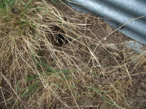 Another rat hole under a steel bin with wood floor. Notice the grass covering the entrance, often holes will be hidden by vegetation. 