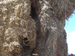 Here is an example of a very infested stack of large square straw bales. In addition to the holes, you can see where they have been sliding down and running up the bales. 